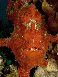 Open the Hatch!  Giant Frogfish in Davao.  Notice the col... by Richard Witmer 